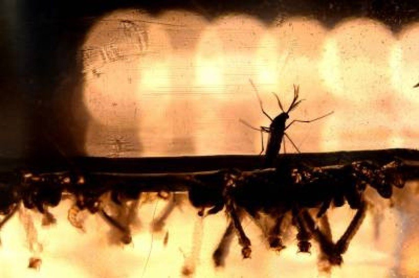 Aquecimento global favorece disseminação de doenças transmitidas por insetos