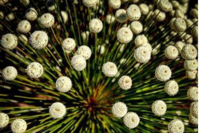 .Crédito: Gustavo Moreno/CB/D.A Press. Brasil. Brasília -DF. Flor Chuveirinho, também conhecida como sombreiro, típica do Cerrado. 