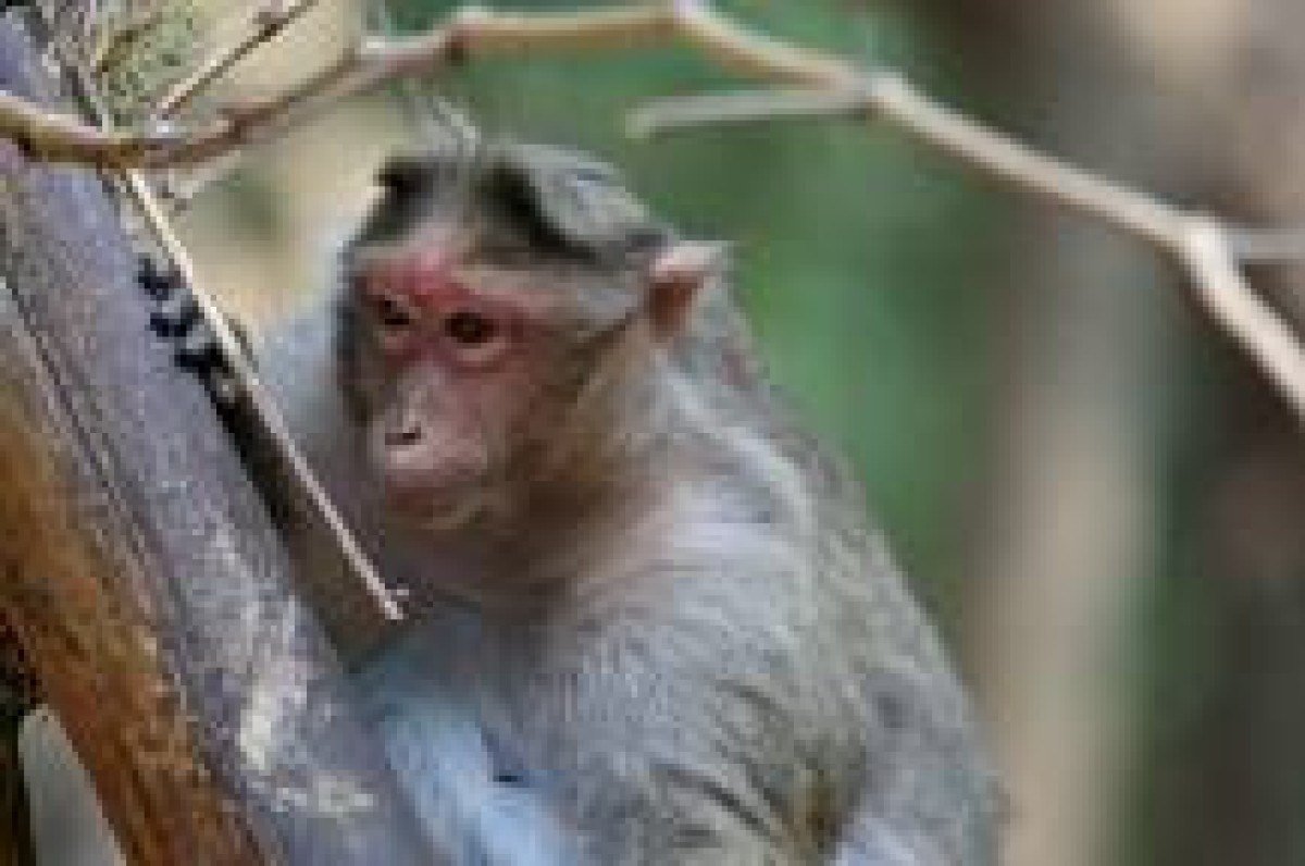 Cientistas criam embriões usando células-tronco de macacos