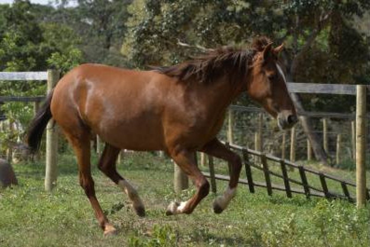 Mulher de 32 anos morre esmagada por cavalo após cair de animal no DF