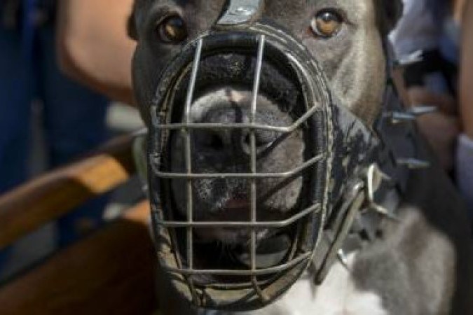 Um vizinho notou o ocorrido e acionou os moradores do imóvel, que foram até o local e prenderam o animal novamente -  (crédito: RAUL ARBOLEDA)