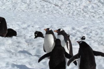 Crédito:  Bill Briggs/Flickr. Antártida. Pinguins no gelo. 

 -  (crédito: Bill Briggs/CB/D.A Press)