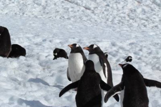 Crédito: Bill Briggs/Flickr. Antártida. Pinguins no gelo.
- (crédito: Bill Briggs/CB/D.A Press) Crédito: Bill Briggs/Flickr. Antártida. Pinguins no gelo.
- (crédito: Bill Briggs/CB/D.A Press)