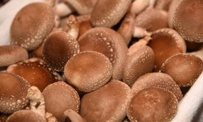 O cogumelo está entre os alimentos populares entre os orientais - (crédito: Ed Alves/CB/D.A Press) O cogumelo está entre os alimentos populares entre os orientais - (crédito: Ed Alves/CB/D.A Press)