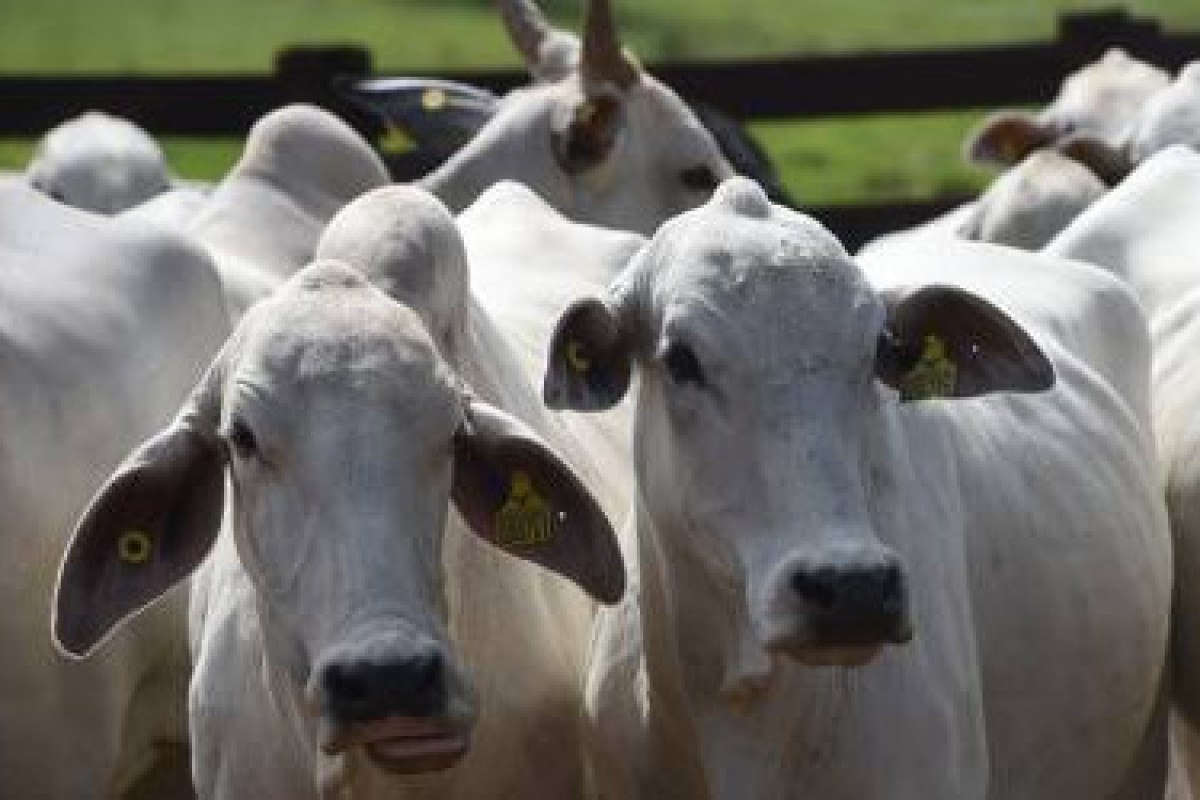 MT possui o maior rebanho bovino do país pelo sexto ano