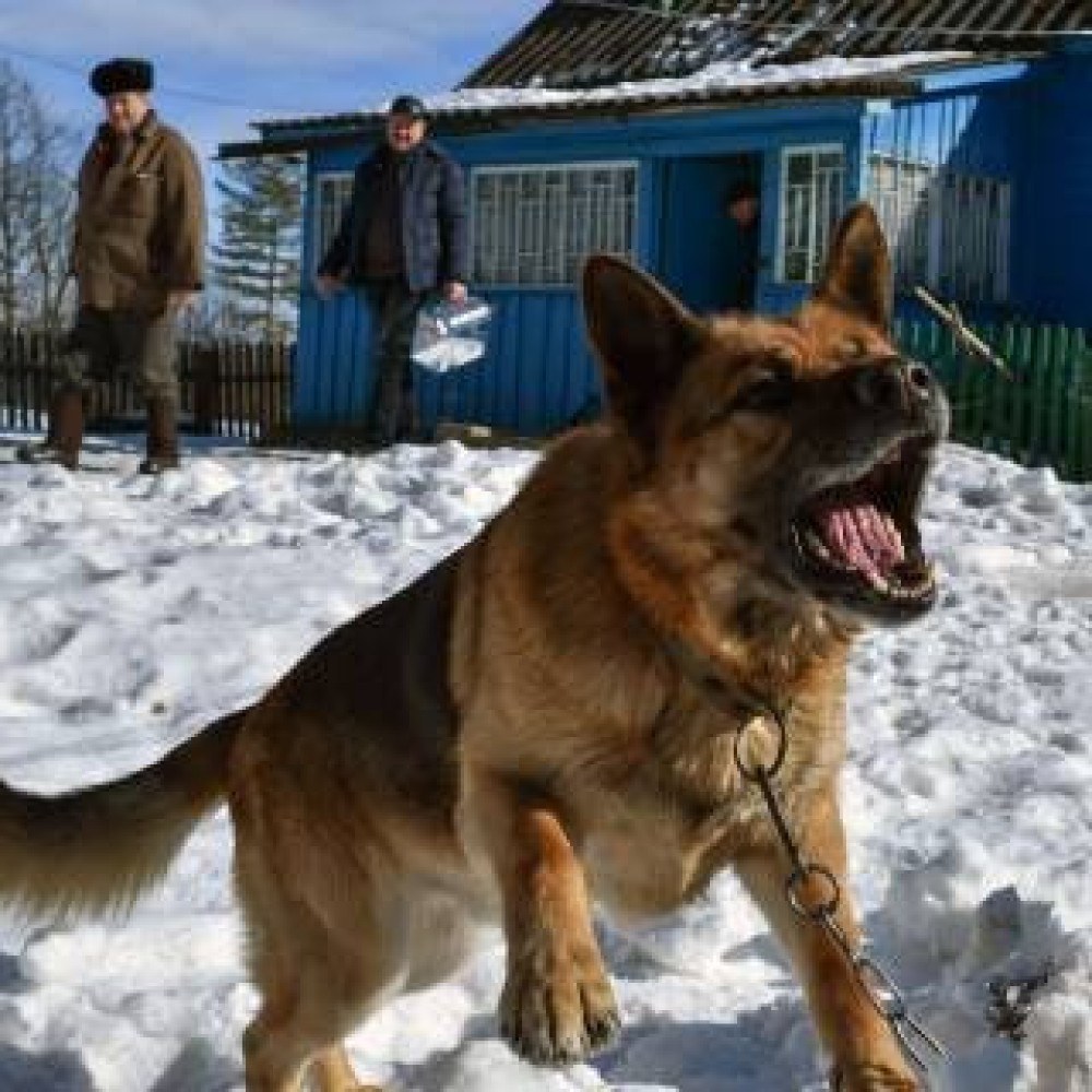 Agressividade de cães é moldada pelo contexto social em que estão inseridos