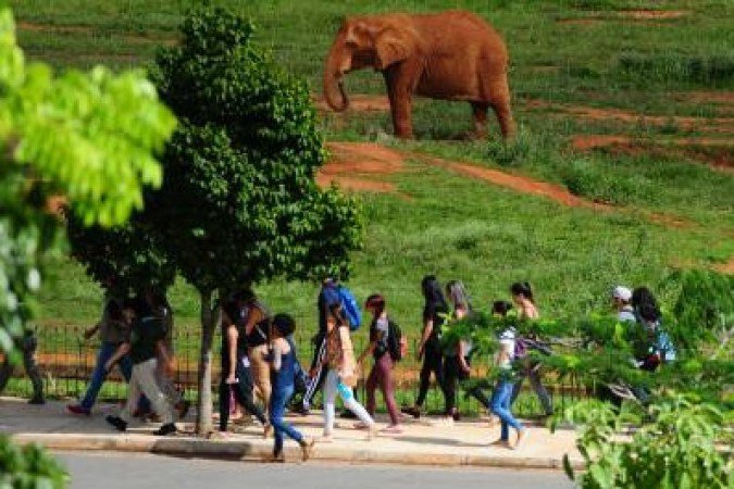 As limitações de público do Zoológico foram suspensas - (crédito: Luis Nova/Esp. CB/D.A Press) As limitações de público do Zoológico foram suspensas - (crédito: Luis Nova/Esp. CB/D.A Press)