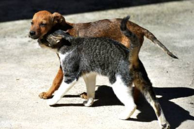 Cães e gatos vítimas de maus-tratos terão lugar para se recuperar no DF