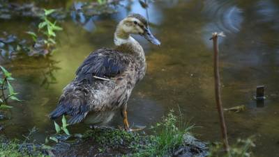 30/01/2019. Crédito: Ed Alves/CB/DA.Press. Brasil. Brasília - DF. Cidades. Observadores de pássaros. Grupo Observaves. Os amigos sempre marcam o encontro nos parque da cidades, dessa vez foi  no parque Olhos D Agua - Asa Norte, para fotografar passarinhos e aves. Alessya Veronica Goncalves (amarelo) Rosa Varella (oculos) - Rodrigo Pertoti (Oculos) e Marcus Paredes.