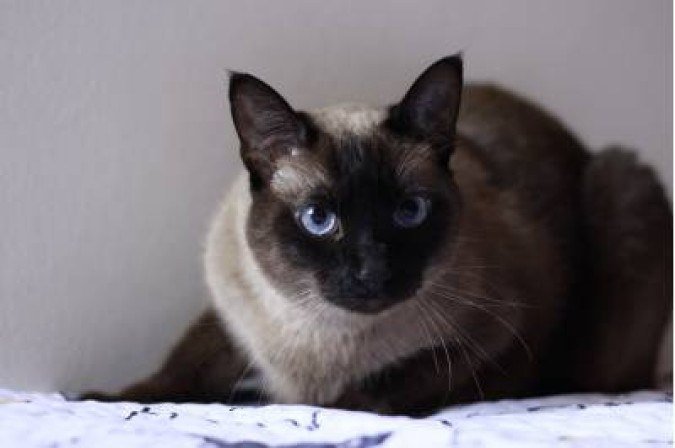  (crédito: Vinicius Cardoso Vieira/Esp. CB/D.A Press)