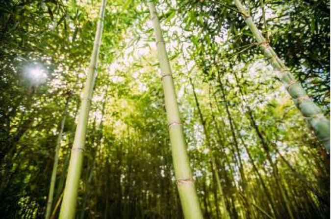 2019. Crédito: Thaís Mallon/Divulgação. Cultura. Projetos culturais em condomínios. Mostra Residência Nós No Bambu, localizada em área de preservação ambiental Serrinha do Paranoá.