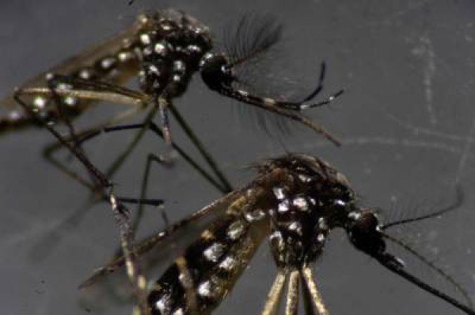 A male (top) and a female (bottom) Aedes aegypti mosquitos are seen through a microscope at the Oswaldo Cruz Foundation laboratory in Rio de Janeiro, Brazil, on August 14, 2019.  After guzzling human blood, mosquitos in a Rio de Janeiro laboratory produce offspring infected with a bacteria that is packing a punch in the fight against dengue, which has exploded in Brazil this year. So far, results are promising. Scientists at Fiocruz institute, which is running the trial, report a 