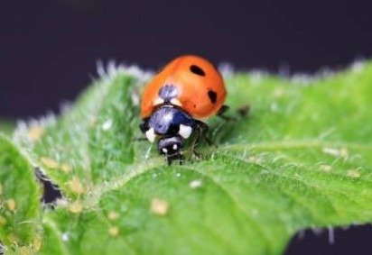 As joaninhas são predadoras essenciais para o equilíbrio ambiental, chegando a comer 50 pulgões por dia. -  (crédito: Matthias Tschumi/Divulgação) -As joaninhas são predadoras essenciais para o equilíbrio ambiental, chegando a comer 50 pulgões por dia. -  (crédito: Matthias Tschumi/Divulgação)