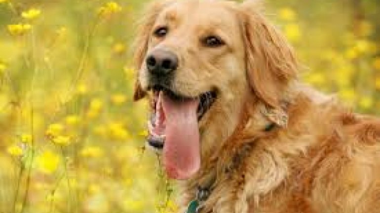  (crédito: Cachorro)