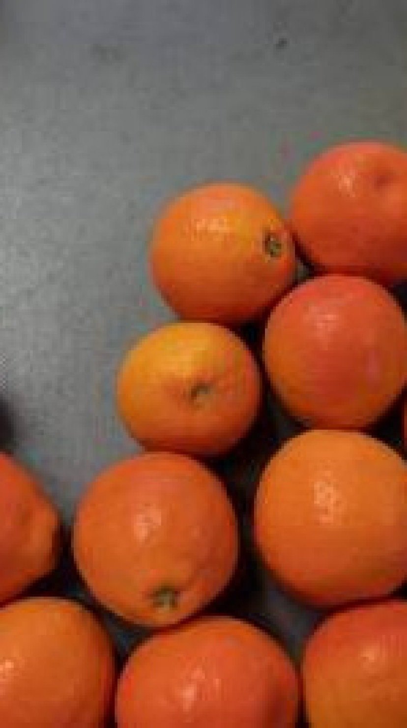 Organic tangerines about to be packaged for shipping at Stehly Farms Organics in Valley Center, California on March 25, 2020.  Since the Coronavirus outbreak in the United States the demand for fruit and vegetables has been high since Americans have been purchasing food in mass quantities.   / AFP / ARIANA DREHSLER -  (crédito: ARIANA DREHSLER)