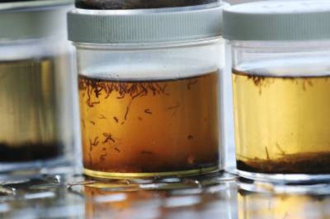 KEY LARGO, FLORIDA - JULY 08: Containers containing mosquito larvae are seen as the Florida Keys mosquito control department inspects a neighborhood for any mosquitos or areas where they can breed as the county works to eradicate mosquitos carrying dengue fever on July 8, 2020 in Key Largo, Florida. The larvae will be tested for dengue fever as 11 cases of the fever have been confirmed in the Florida Keys and all have been in Key Largo. The disease is transmitted through the bite of the female Aedes aegypti mosquito. Officials are asking residents to help stop the spread of the disease by eliminating potential Aedes aegypti breeding grounds. This includes cleaning gutters and dumping standing water in empty pots, buckets trash cans and pet bowls.   Joe Raedle/Getty Images/AFP== FOR NEWSPAPERS, INTERNET, TELCOS & TELEVISION USE ONLY ==