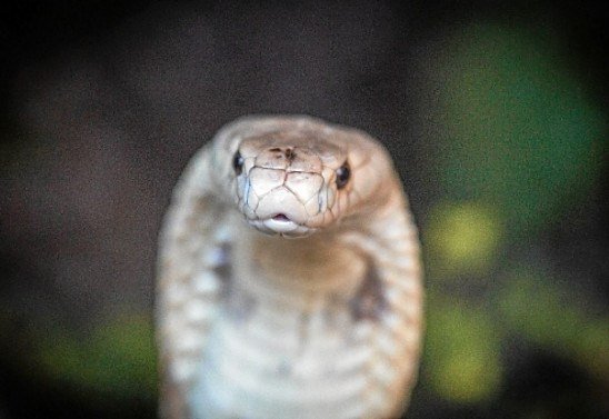 Ivan Mattos/Zoológico de Brasília