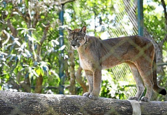 Marcelo Ferreira/CB/D.A Press