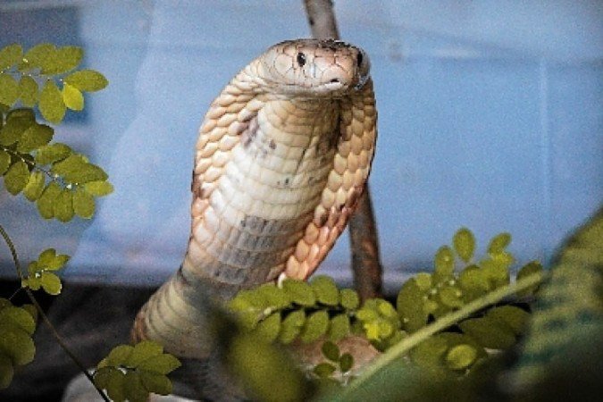 (crédito: Ivan Mattos/Zoologico de Brasilia) (crédito: Ivan Mattos/Zoologico de Brasilia)