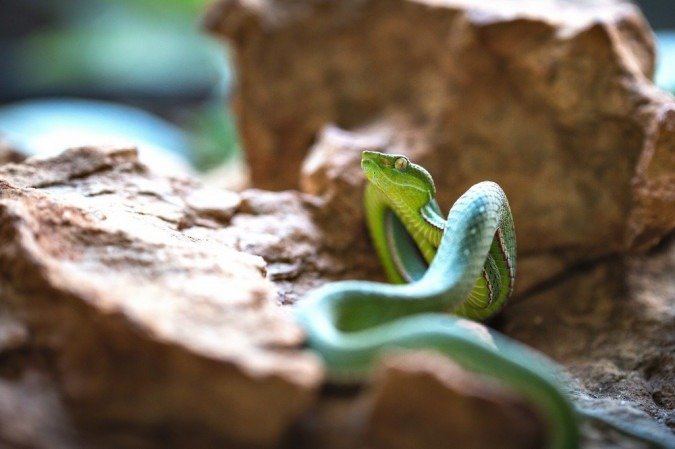 Víbora-verde-voguel no Zoológico de Brasília foi entregue após polícia dar início a investigação sobre tráfico de animais - (foto: Ivan Mattos ) Víbora-verde-voguel no Zoológico de Brasília foi entregue após polícia dar início a investigação sobre tráfico de animais - (foto: Ivan Mattos )