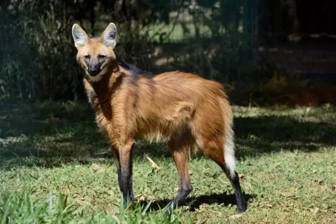 O lobo-guará foi um dos animais em extinção mais votados pelos brasileiros para estampar as notas de real -  (foto: Marcelo Ferreira/CB/D.A Press)