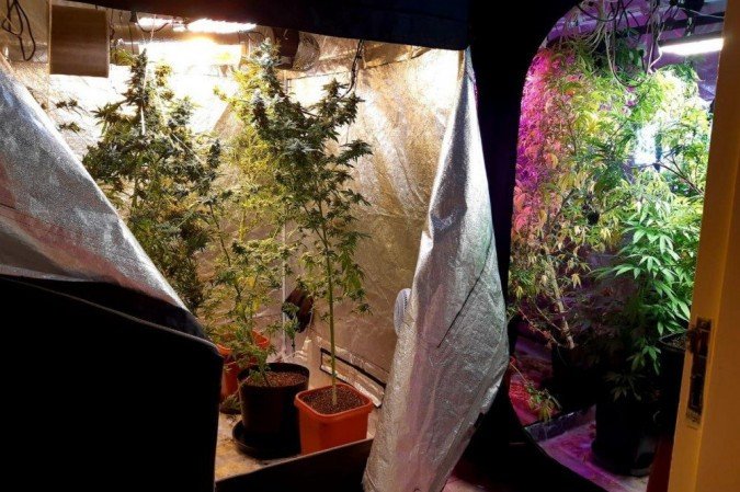 Polícia Civil fecha laboratório de cultivo de maconha no Núcleo Bandeirante