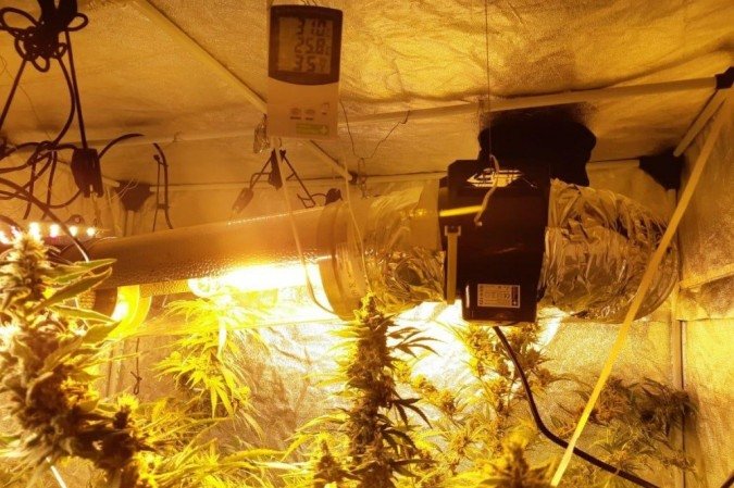 Polícia Civil fecha laboratório de cultivo de maconha no Núcleo Bandeirante