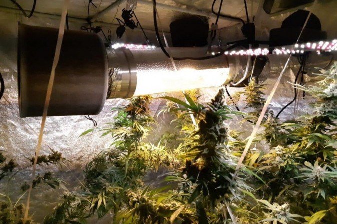 Polícia Civil fecha laboratório de cultivo de maconha no Núcleo Bandeirante