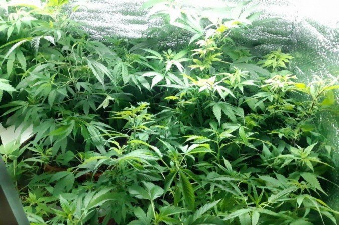 Polícia Civil fecha laboratório de cultivo de maconha no Núcleo Bandeirante