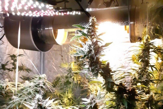 Polícia Civil fecha laboratório de cultivo de maconha no Núcleo Bandeirante