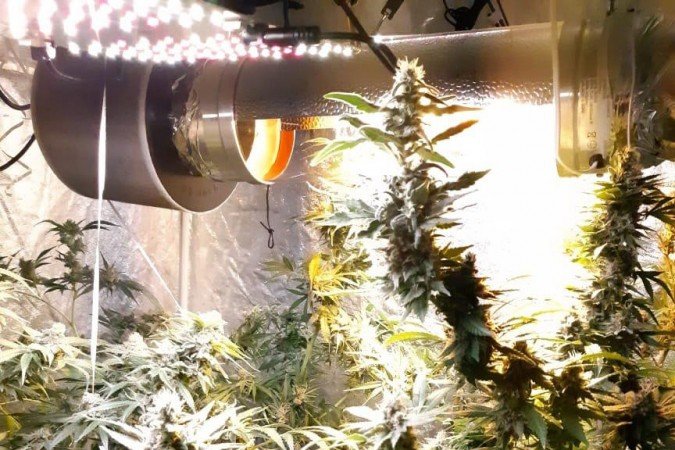 Polícia Civil fecha laboratório de cultivo de maconha no Núcleo Bandeirante