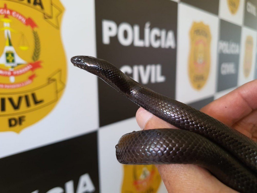 Cobra na m&atilde;o de um homem