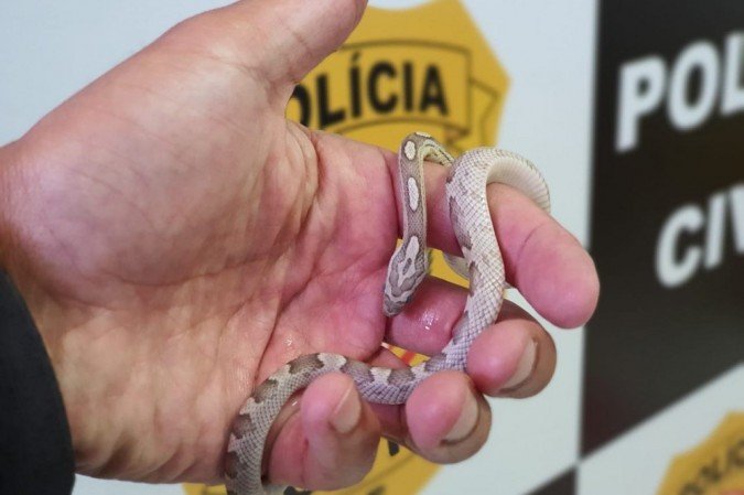 Pequena cobra na mão de um homem