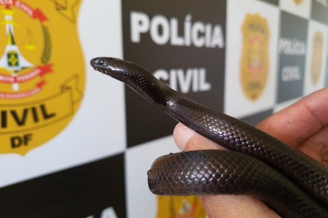 Cobra na mão de um homem