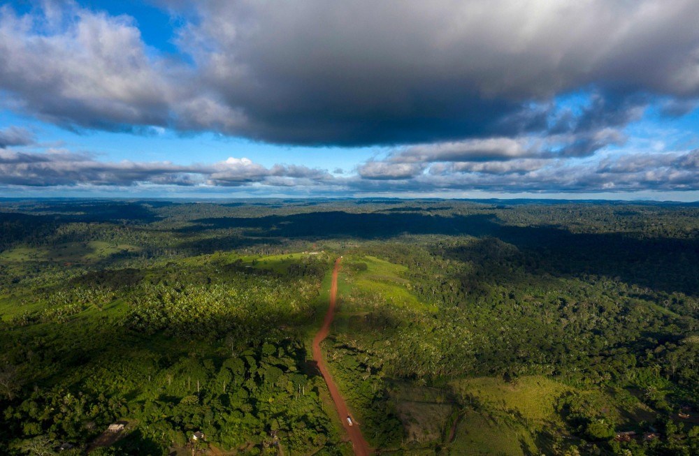 Cerca de 40% da floresta amazônica pode virar savana, diz estudo