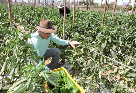 Clube Agro Brasil chega ao mercado - Revista Cultivar