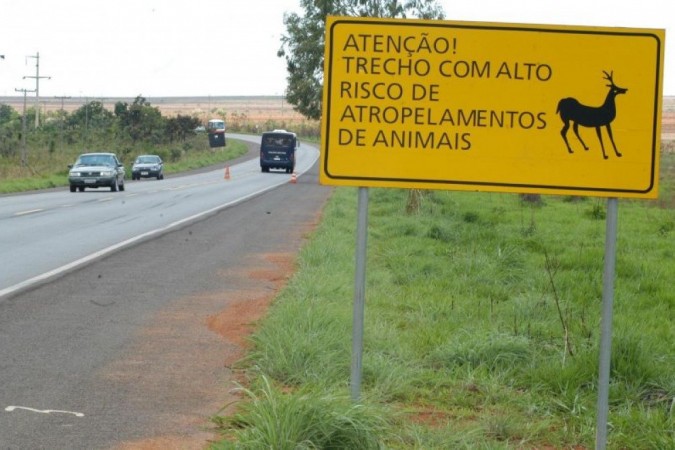 Plano de aula - 2o ano - Animais brasileiros: A importância de Preservar