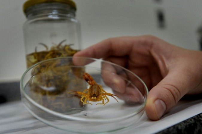 Entre janeiro e outubro desse mês, foram registrados 1.535 envolvendo escorpiões - (crédito: Gustavo Moreno/CB/D.A Press) Entre janeiro e outubro desse mês, foram registrados 1.535 envolvendo escorpiões - (crédito: Gustavo Moreno/CB/D.A Press)