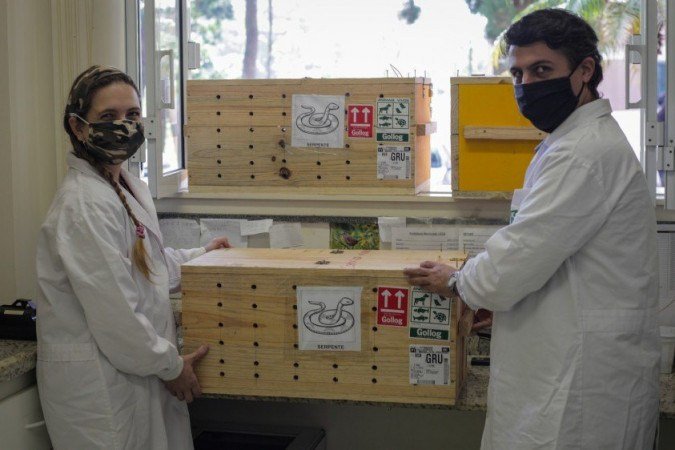 Serpentes passam por exames clínicos no Museu Biológico do Instituto Butantan, em São Paulo 