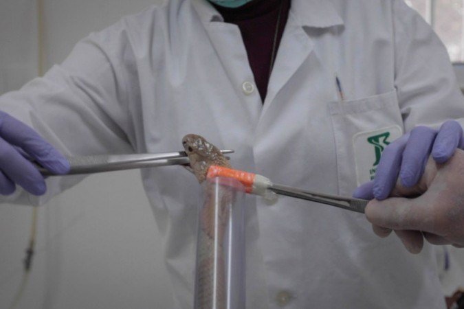 Naja: Serpentes passam por exames clínicos no Museu Biológico do Instituto Butantan, em São Paulo 