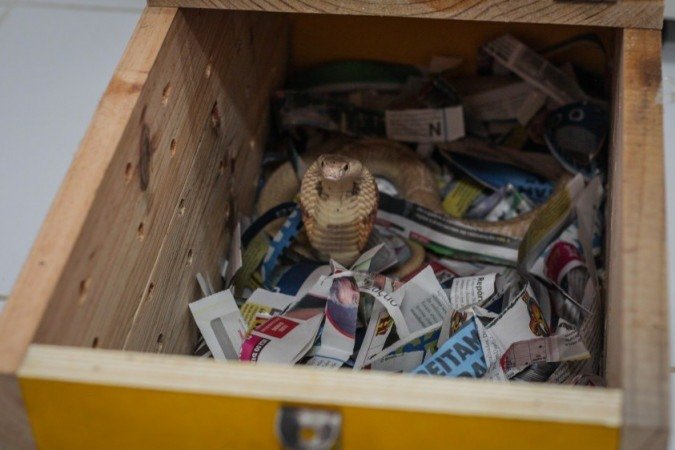 Naja: Serpentes são avaliadas no Instituto Butantan, em SP.