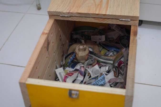 Naja: Serpentes passam por exames clínicos no Museu Biológico do Instituto Butantan, em São Paulo 