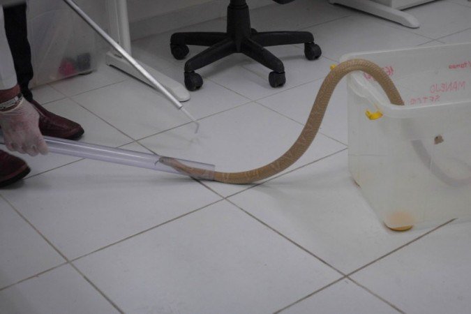 Naja: Serpentes passam por exames clínicos no Museu Biológico do Instituto Butantan, em São Paulo 