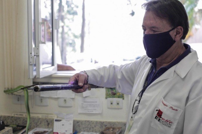 Víbora-verde-voguel: Serpentes são avaliadas no Instituto Butantan.