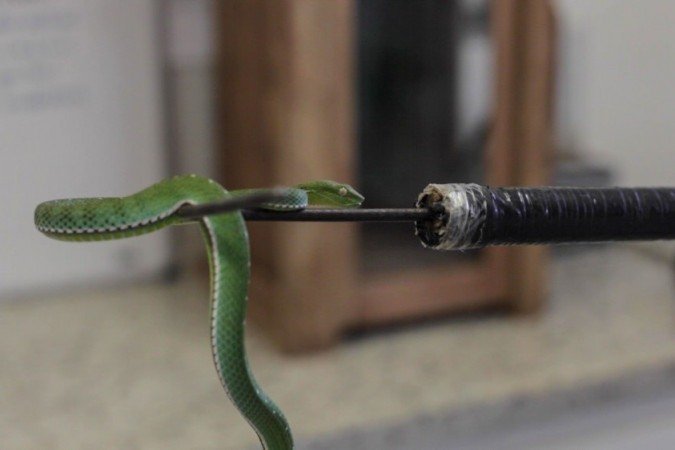 Víbora-verde-voguel: Serpentes passam por exames clínicos no Museu Biológico do Instituto Butantan, em São Paulo 