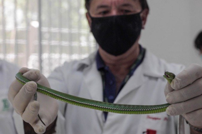 Víbora-verde-voguel: Serpentes passam por exames clínicos no Museu Biológico do Instituto Butantan, em São Paulo 
