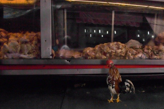 A contaminação de frango brasileiro pode provocar uma nova queda das exportações brasileiras para a China - (foto: Apu Gomes/AFP) A contaminação de frango brasileiro pode provocar uma nova queda das exportações brasileiras para a China - (foto: Apu Gomes/AFP)