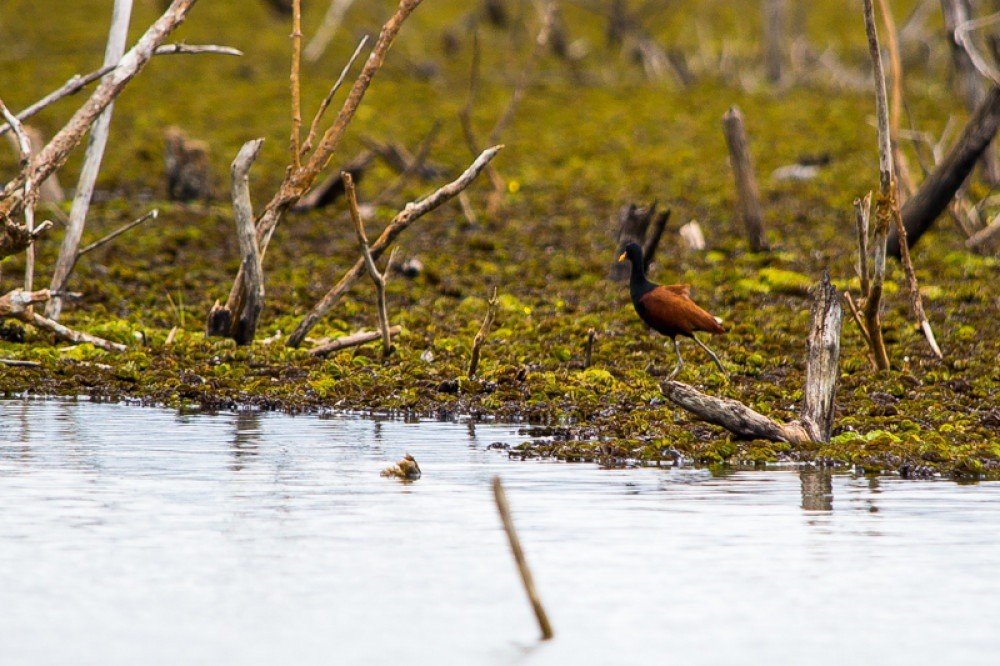 Parque Estadual do João Leite (PEJol)
