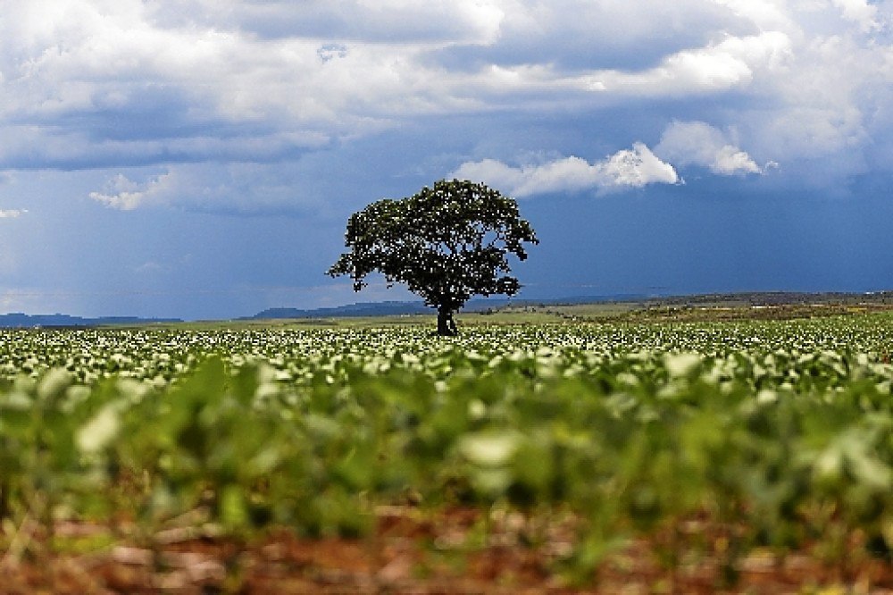 MPF se manifesta contra venda da Eldorado para a Paper Excellence