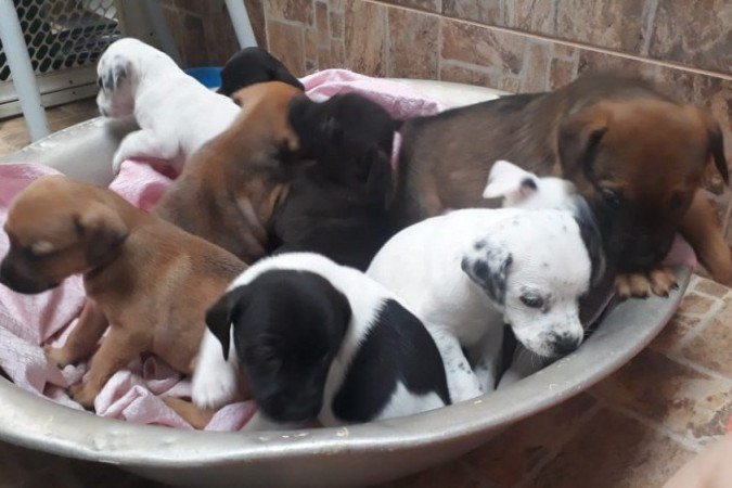 Os filhotes assim que foram resgatados. - (foto: Arquivo Pessoal) Os filhotes assim que foram resgatados. - (foto: Arquivo Pessoal)